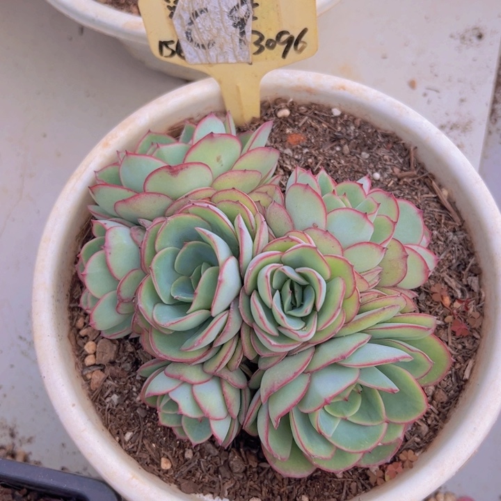 健健康康平平安安