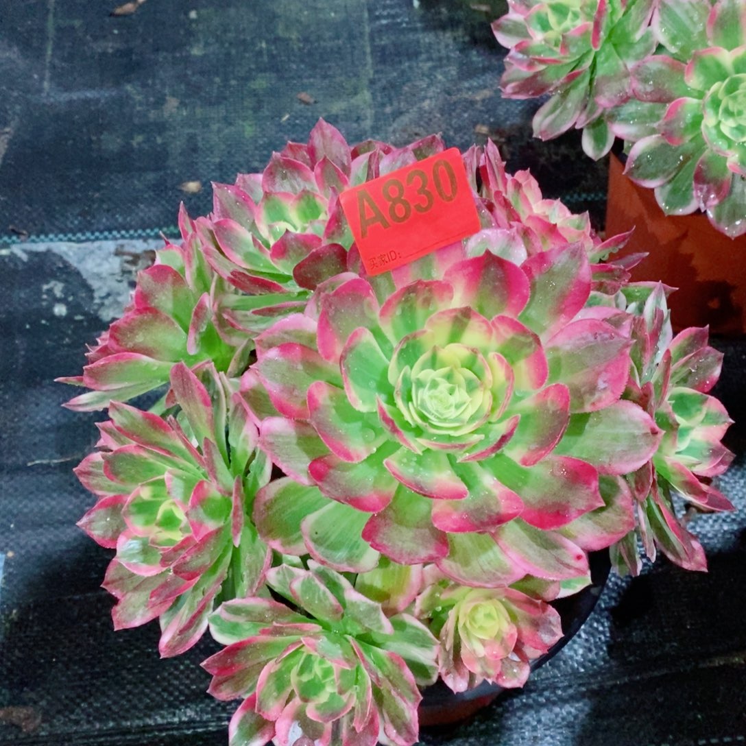 米***家海仙830多肉1111111