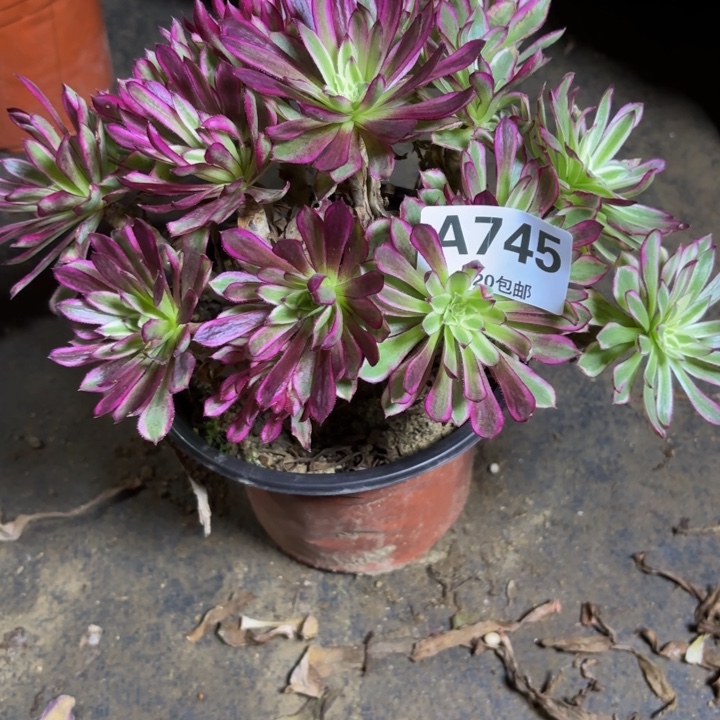 瑞妈，，。。。。745瑶光仙墨，