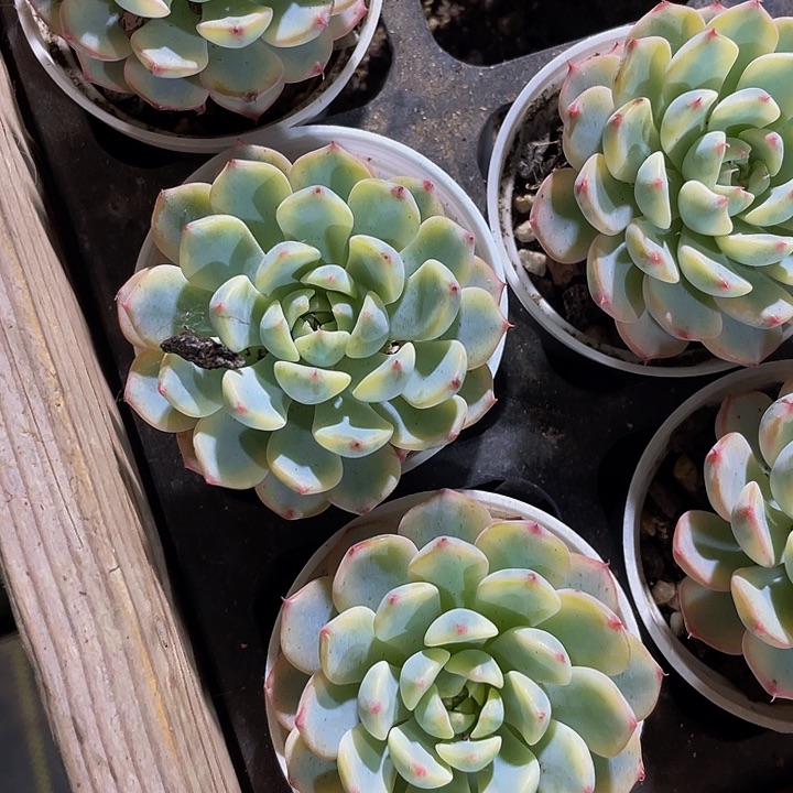 姬莲锦5.8带哦土发