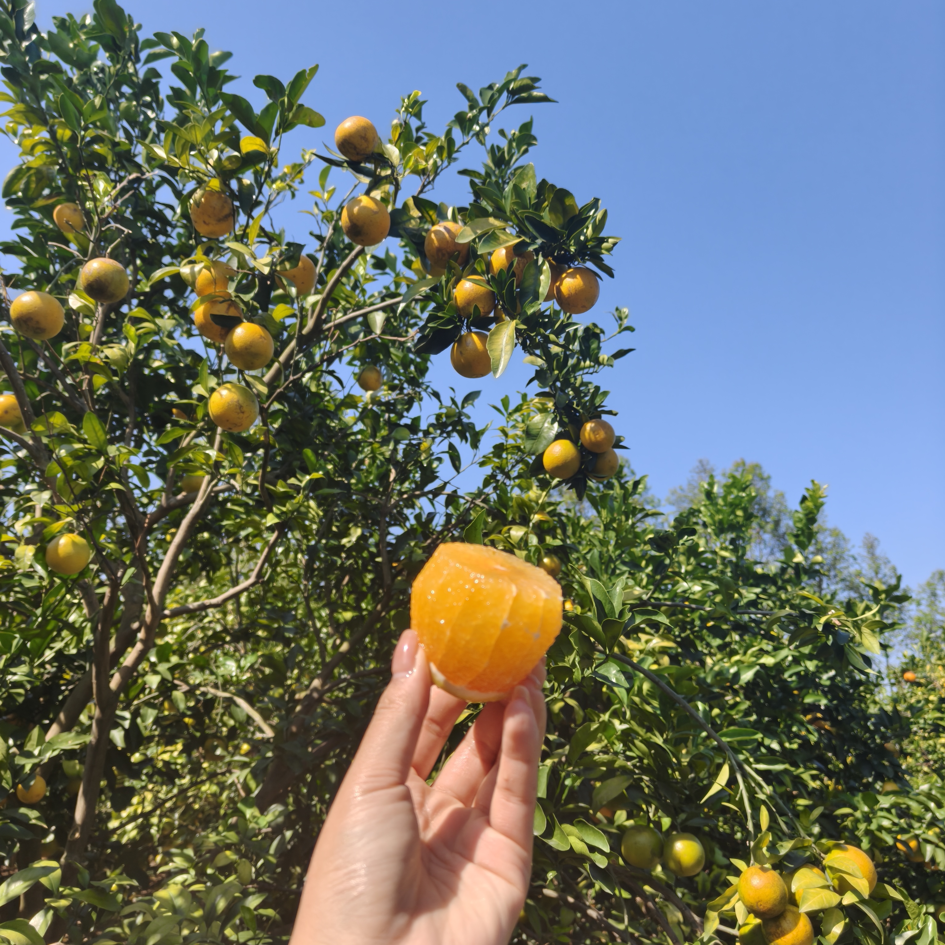 自家种植的廉江红橙 （花皮果）