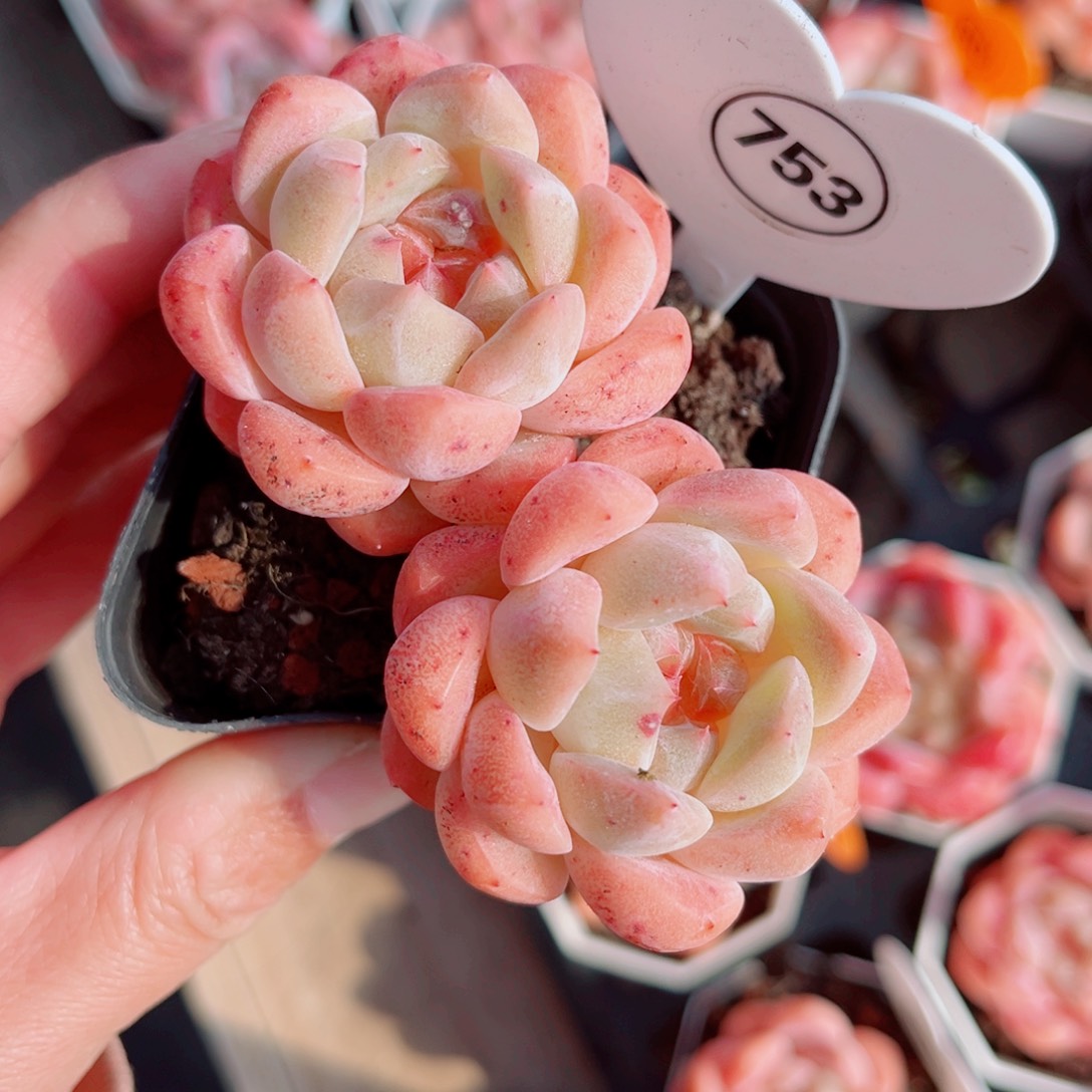 753号小老桩糖心双头