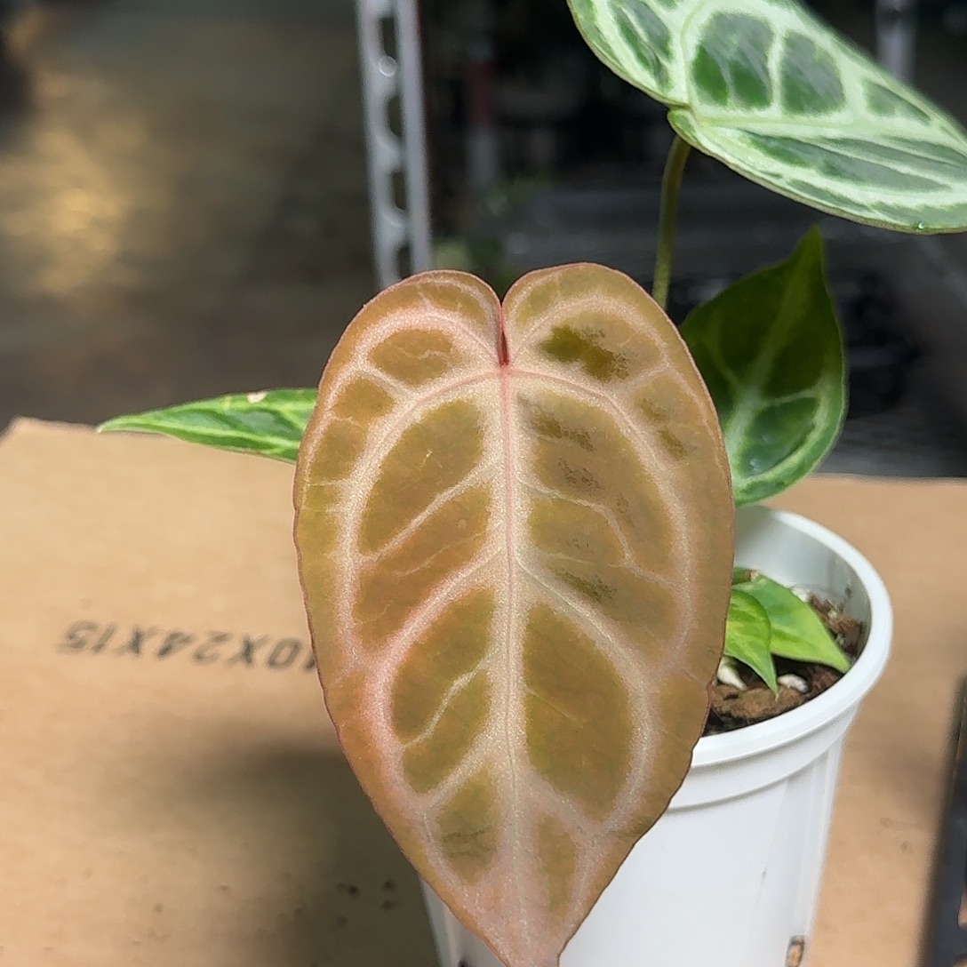 完全开放D28银红杂