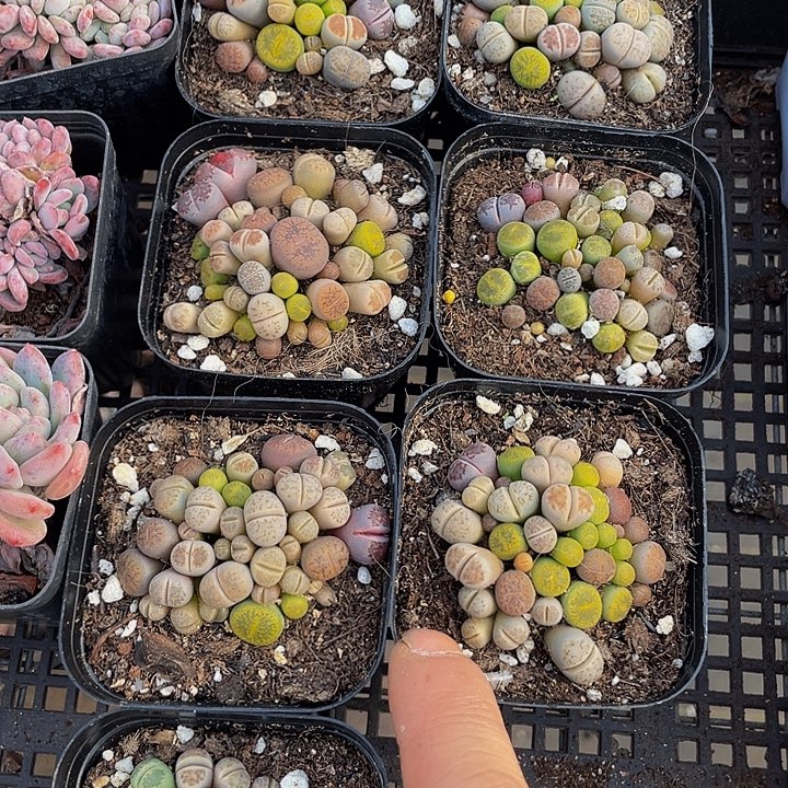 6.5方彩拼生石花带盆