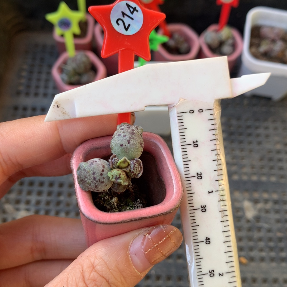 214海豹 小书肉奶酪多肉 