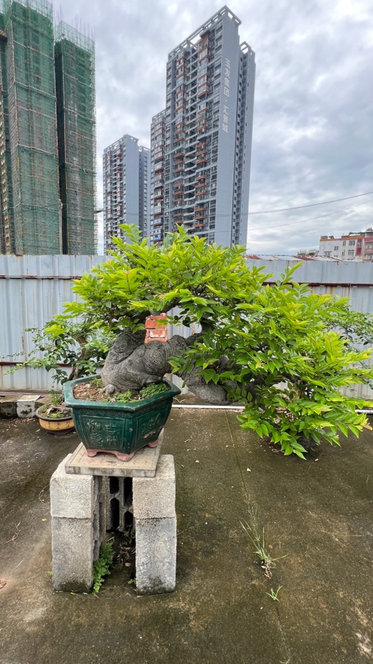 悬崖朴树黄金朴岭南枝法老桩盆景四季可观赏适合养护