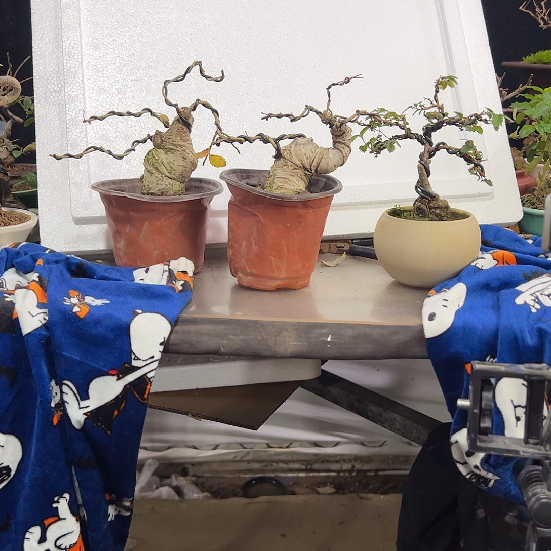 大***嘉发发发发发发发发发