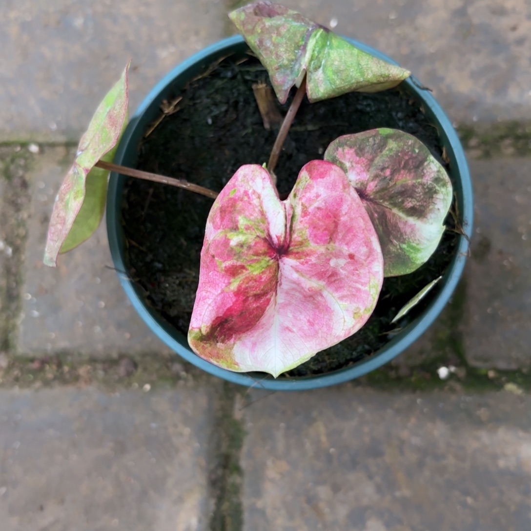 泰国彩叶芋50-1202