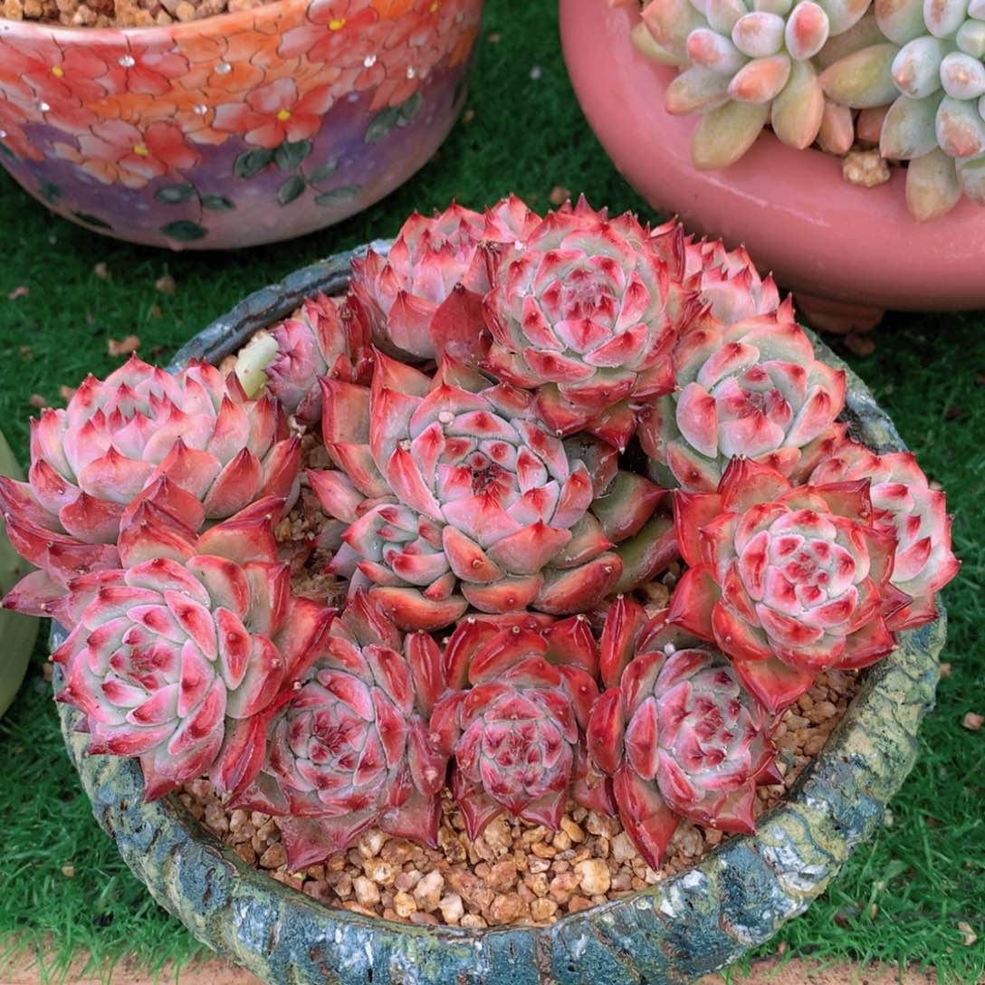 红拉糖18 公分一物一拍