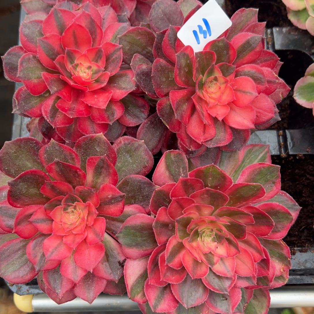 131黑魔锦花锦20包邮