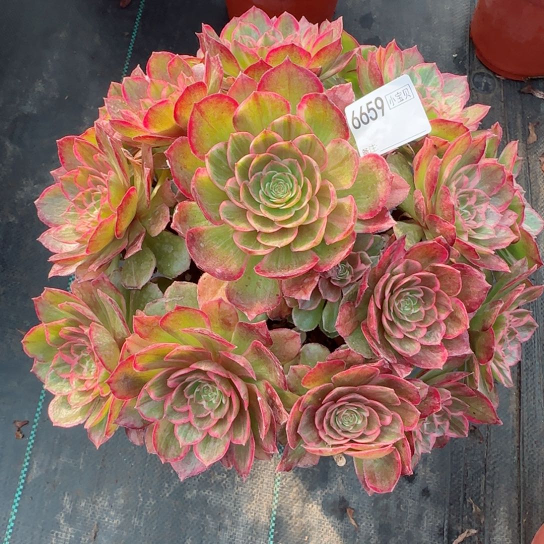 A****?6659莲花座多肉多肉