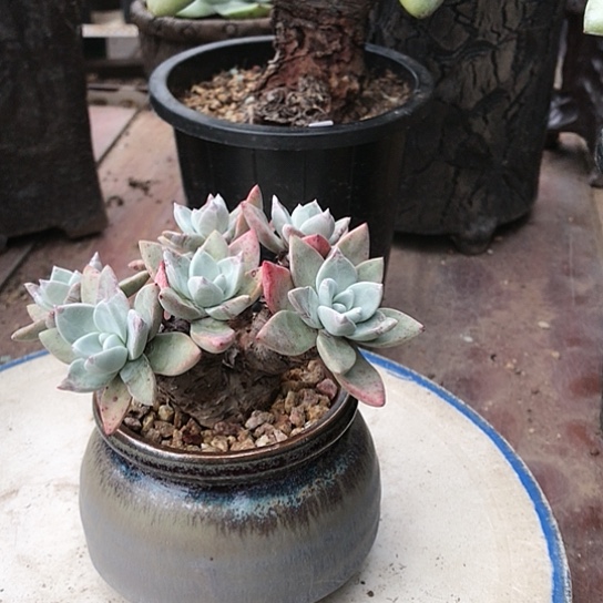 韩货苹果叶仙女棒杯