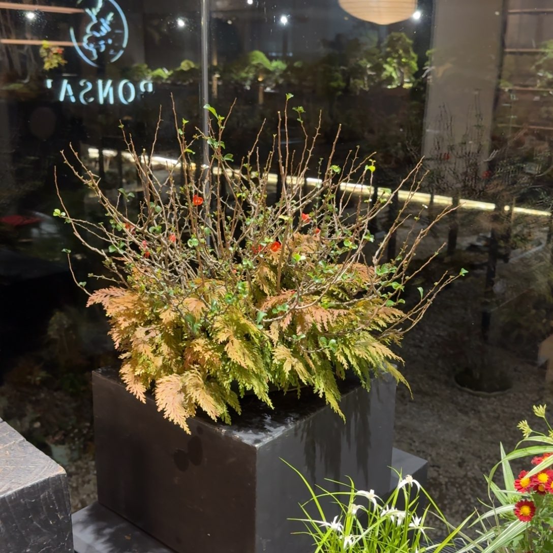 ˊ***圆全部花朵日本盆景进口