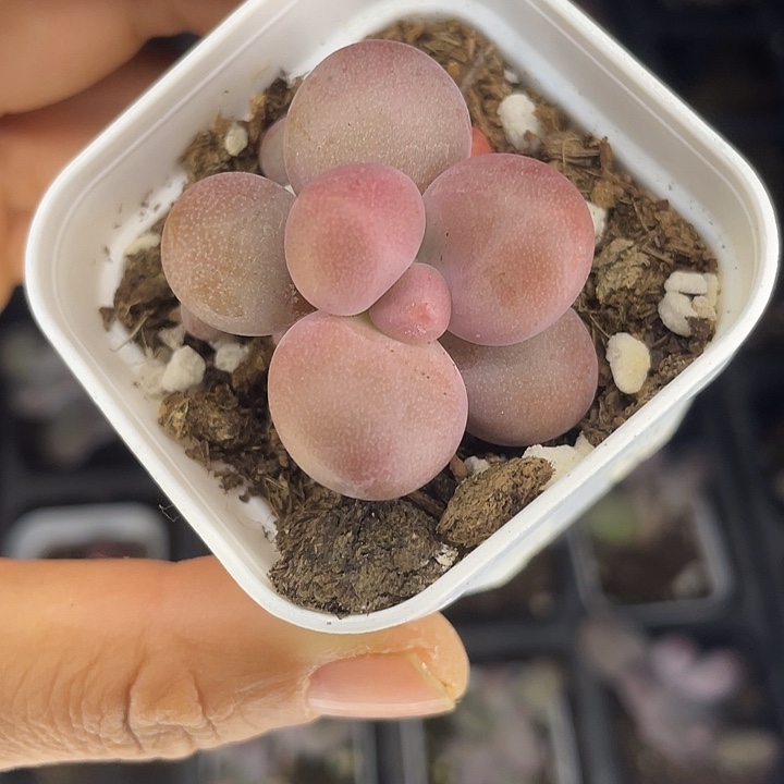 一物一拍满18包邮哦