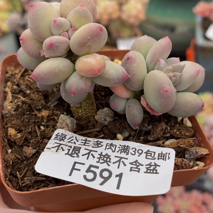 四代苹果奶6cm591多肉植物