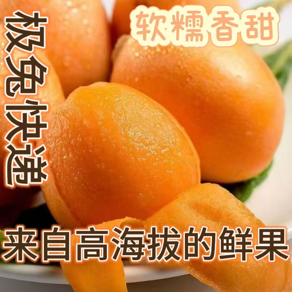 昭通永善大五星枇杷现摘现发
