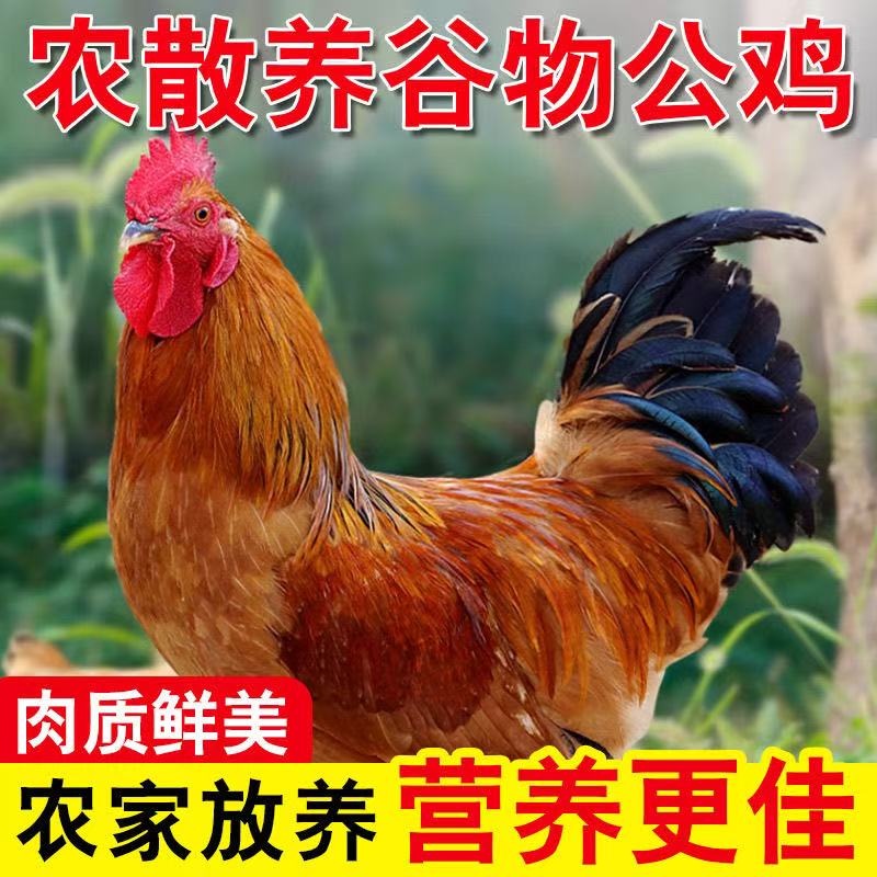 散养土公鸡，2只（6-7斤），散养1年【默认宰杀】，徐州草公鸡