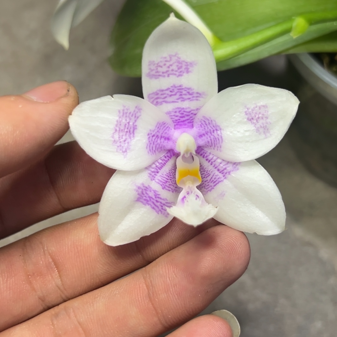 完全开放l139三寸ys1191