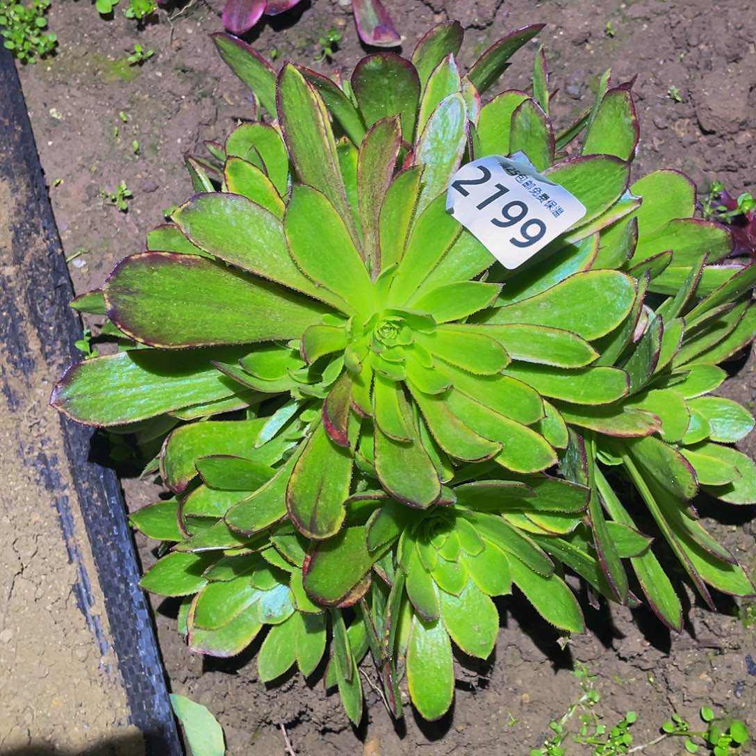 2199斑斓多肉植物