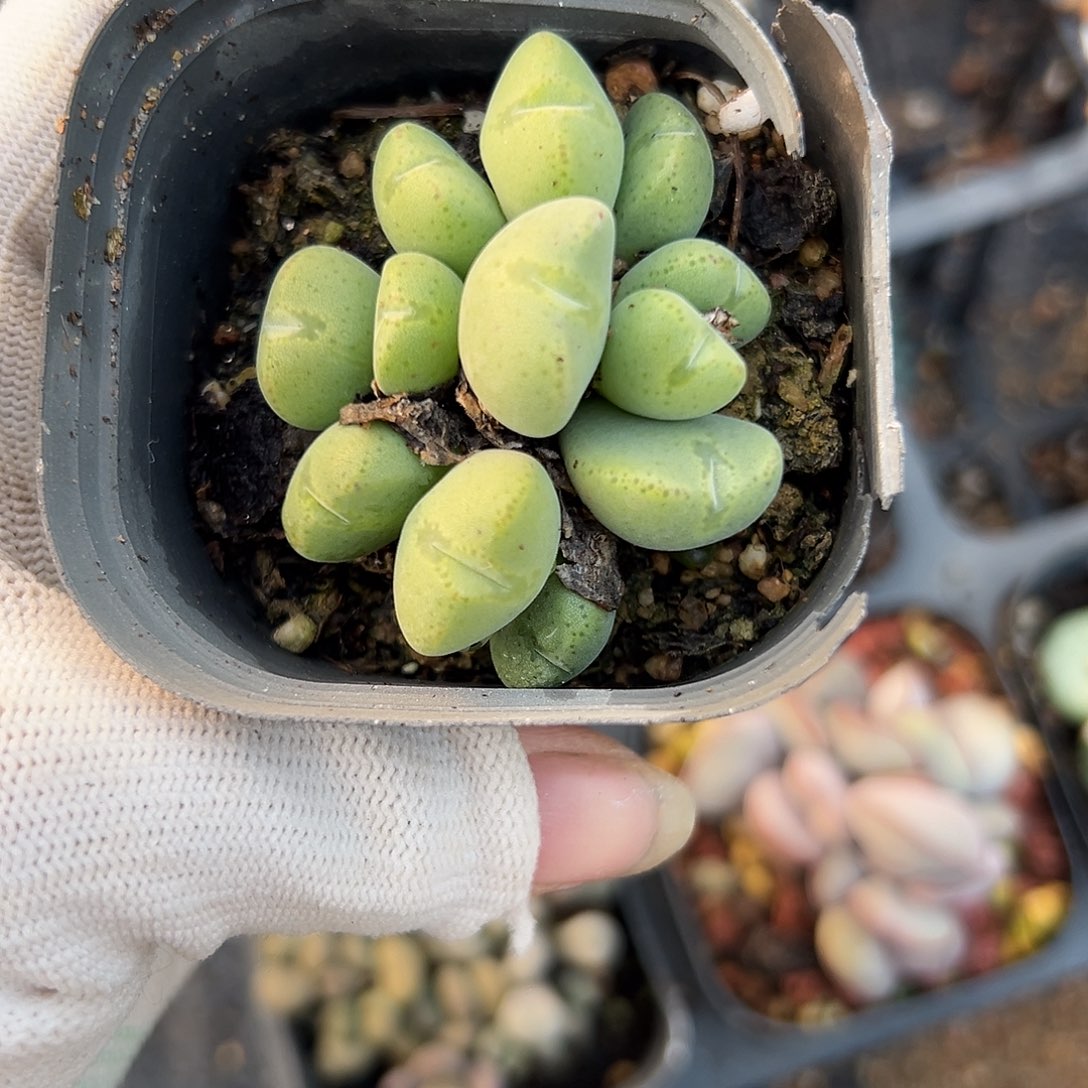 特呃呃呃呃呃呃呃呃这