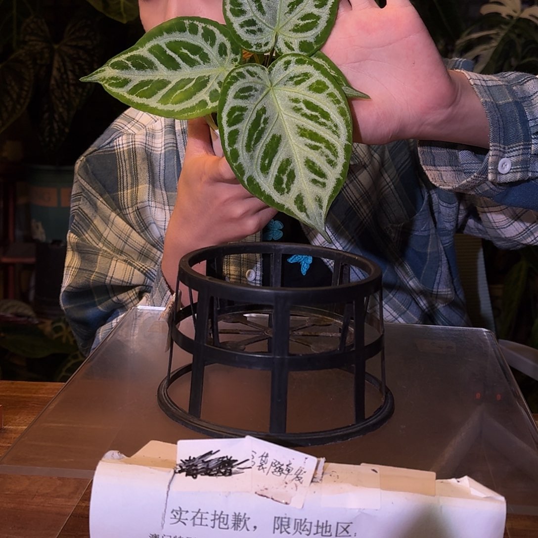 不开花植物D170银刷子