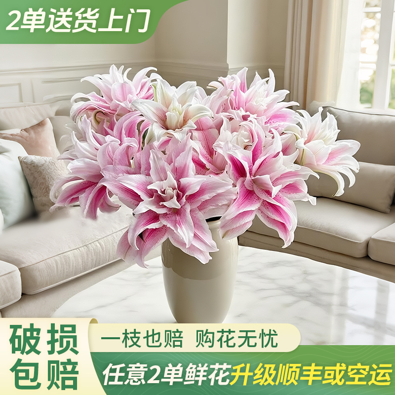 【大聪明卖花】伊莎贝拉重瓣百合云南直发鲜花家居水养鲜花花束客厅