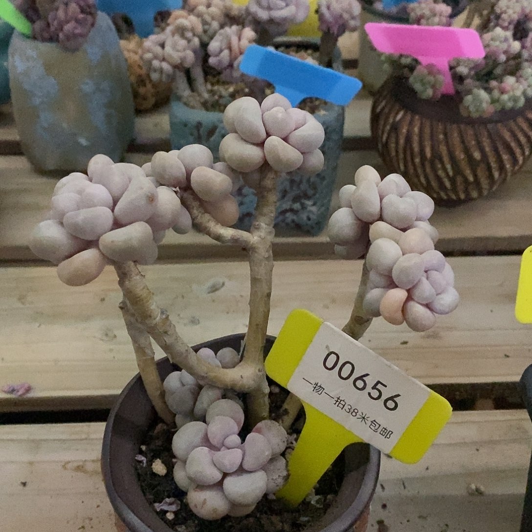 00656？某所导致小雨看