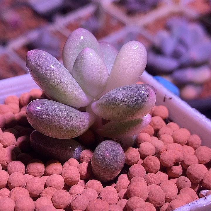 瓷白奶酪锦多肉植物