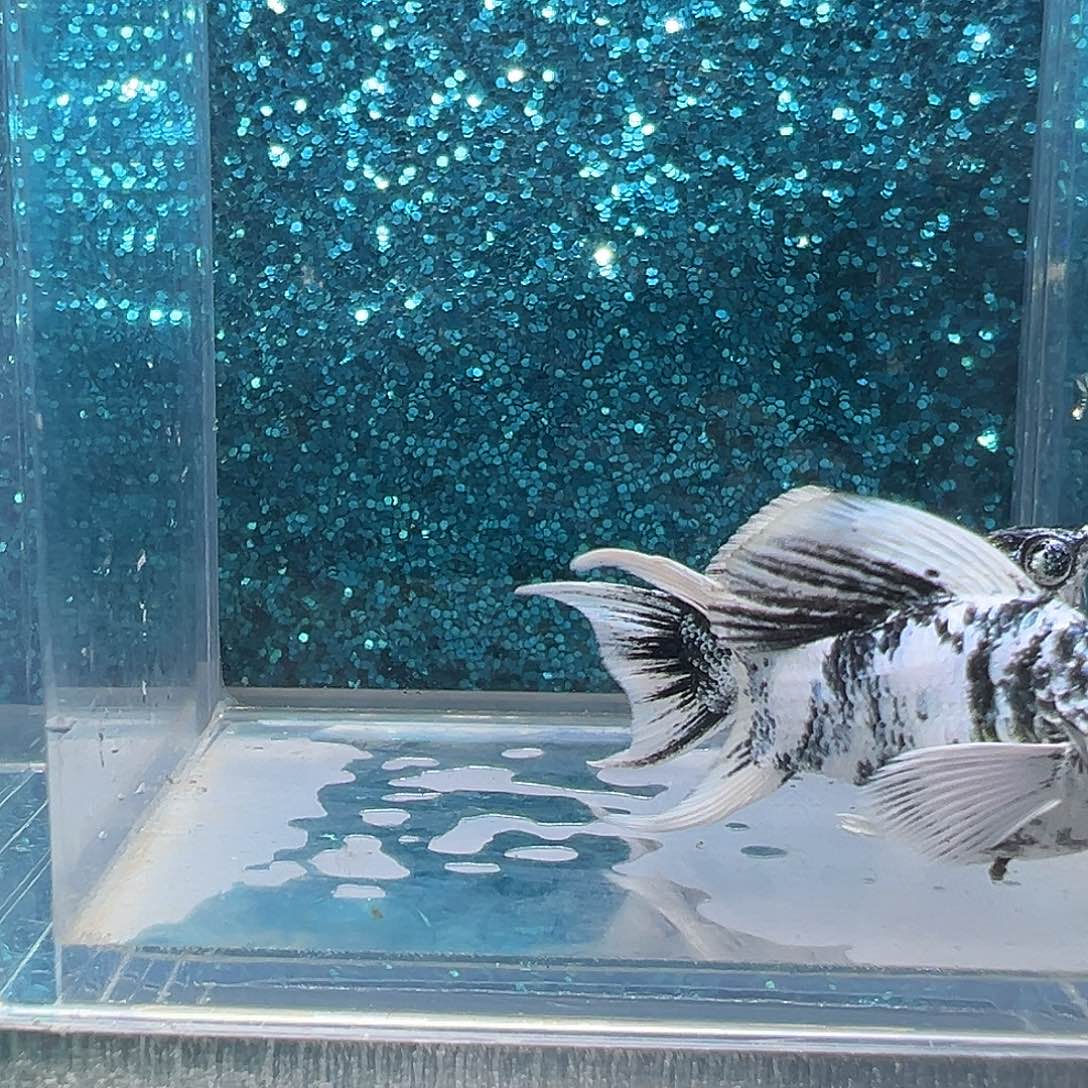 孔雀鱼水墨画玛丽一对004