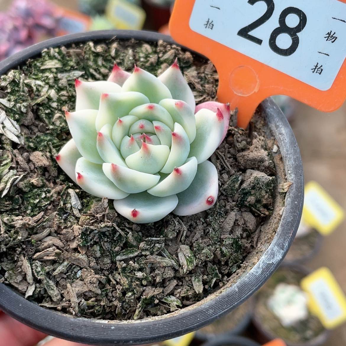 【闪购商品】28号的