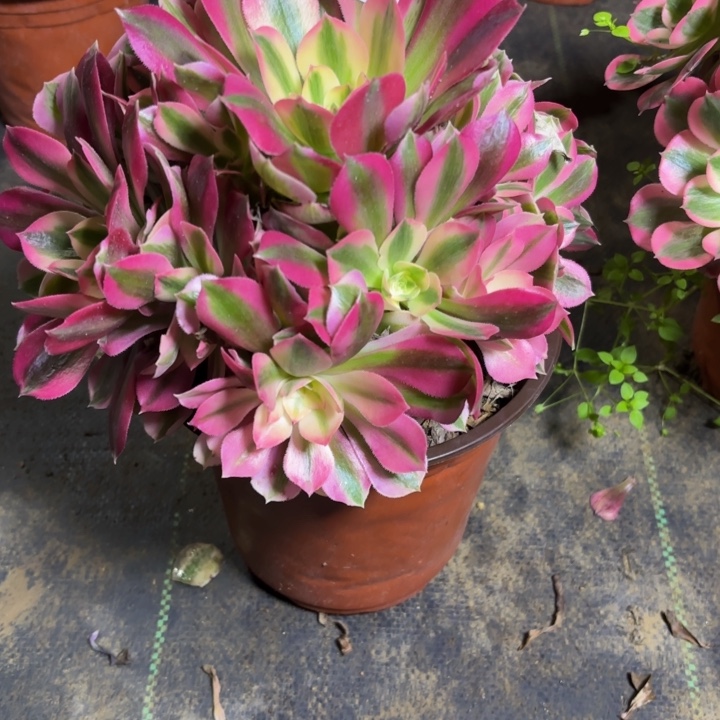 瑞妈，，。。。。676女巫，