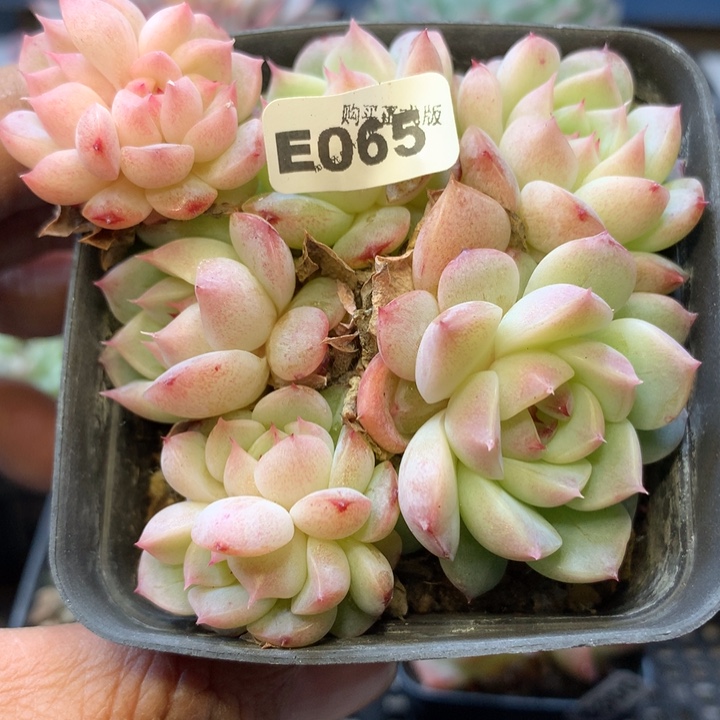 e065天鹅绒8头带盆