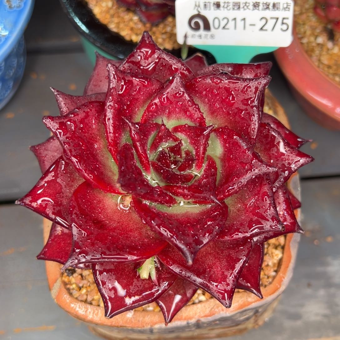 从前慢多肉精选编号0211.275