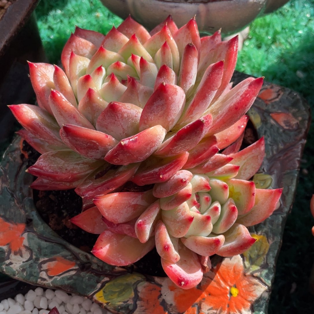 多肉植物盆栽多肉植物