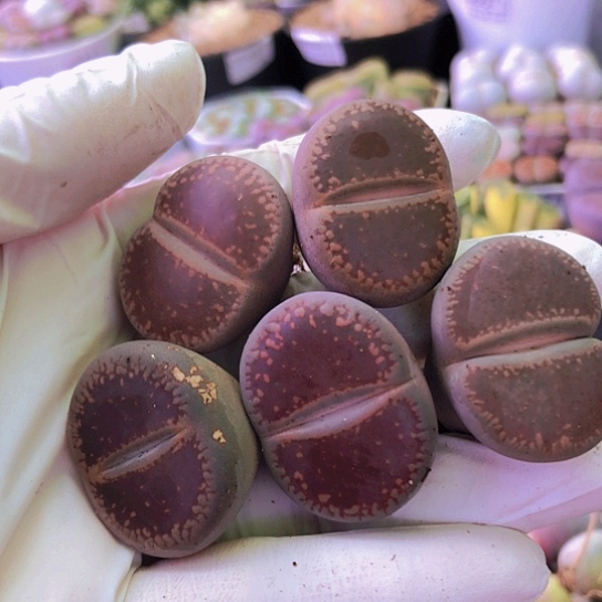 无花朵0526，2.7-3厘米个别老皮微瑕