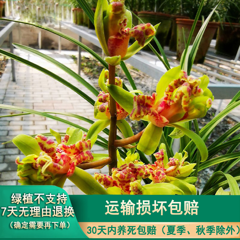春蕙样品园直播间一物一拍 春兰 蕙兰（没扣花请勿乱拍）