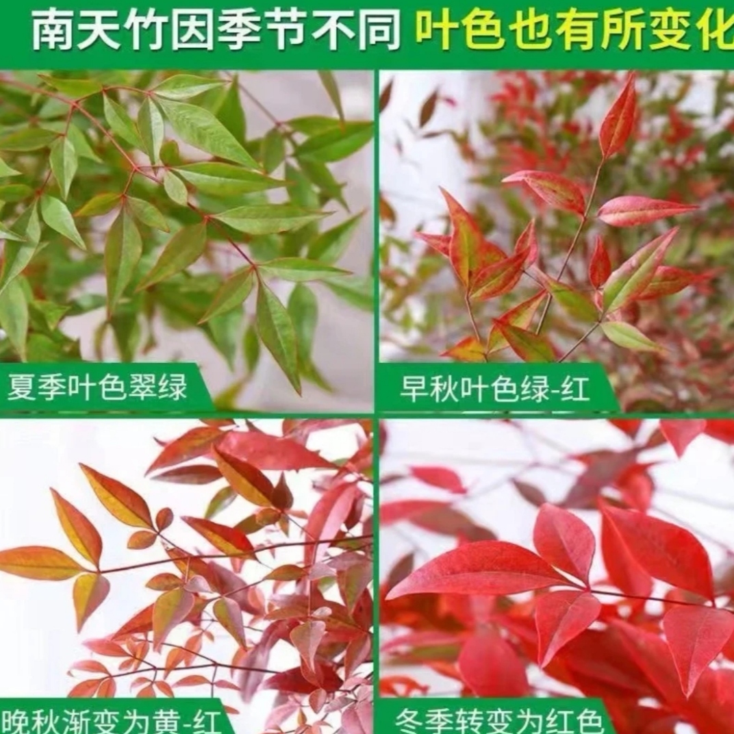 红红火火南天竹盆栽树苗室内外耐寒竹子花卉绿植直播基地批发