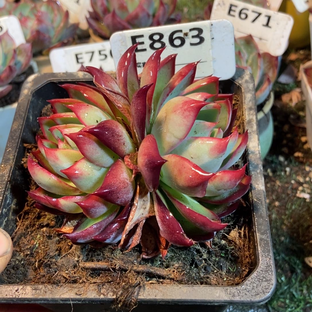 惊鸿一瞥863惊鸿