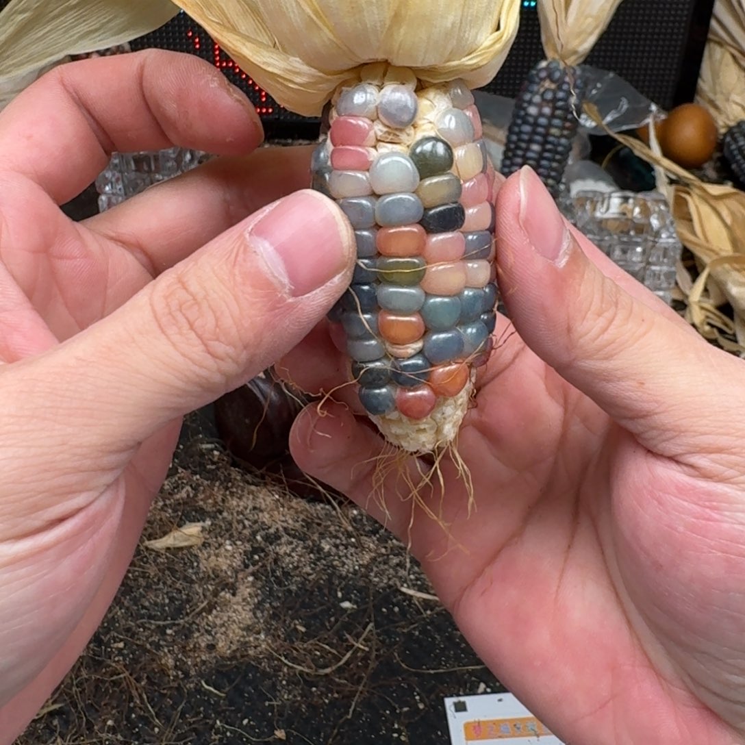 柏香籽/百香籽吊坠東*～