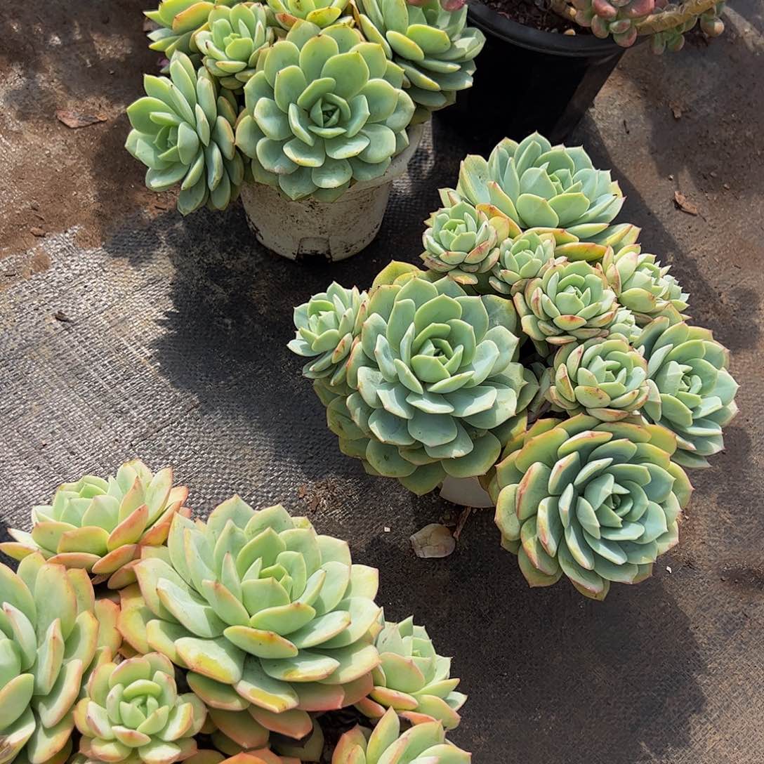 果冻恋曲多头群生老桩特价