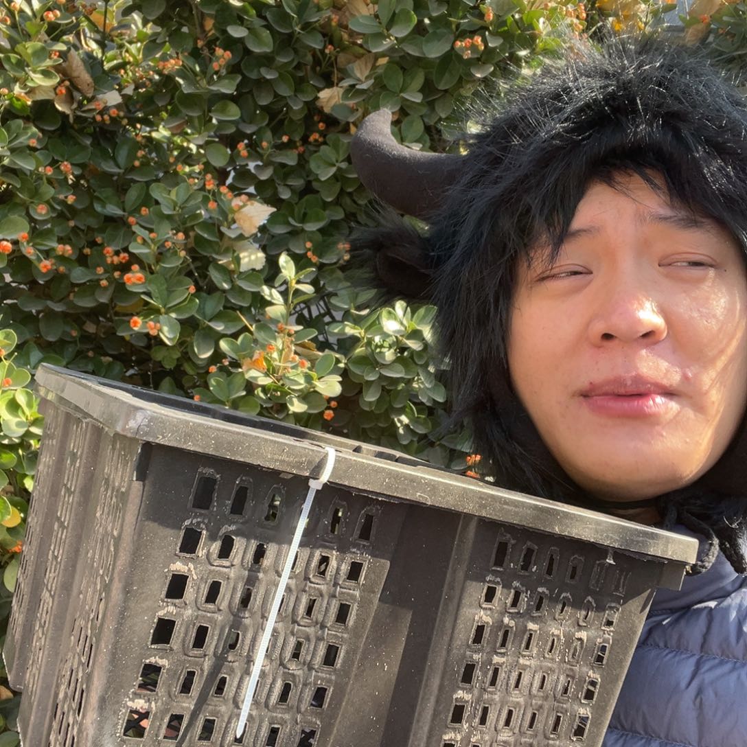 宠物兔英系安哥拉兔