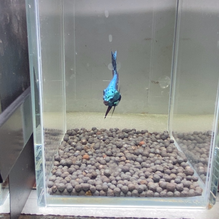 斗鱼泰国斗鱼156号