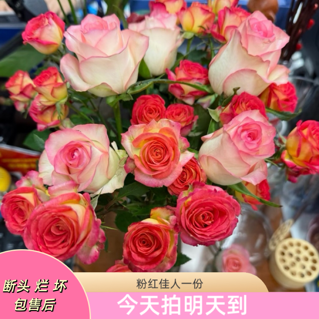 新年特价果语精选【粉红佳人-艾莎5枝+爱丽丝3枝+紫罗兰5枝】云南鲜花批发次日达5度以下加拍保温棉