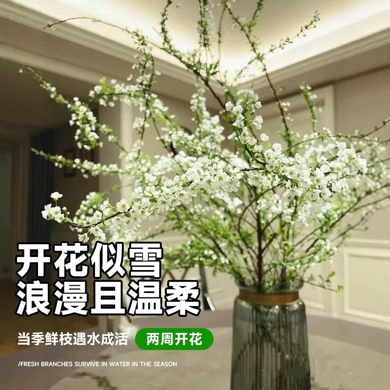 重瓣雪柳干枝支鲜枝水养插花水培植物鲜花卉室内盆栽绿植银柳好活