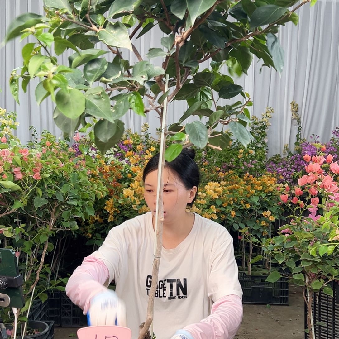 梦***’大部分花苞少量开放L52凤凰