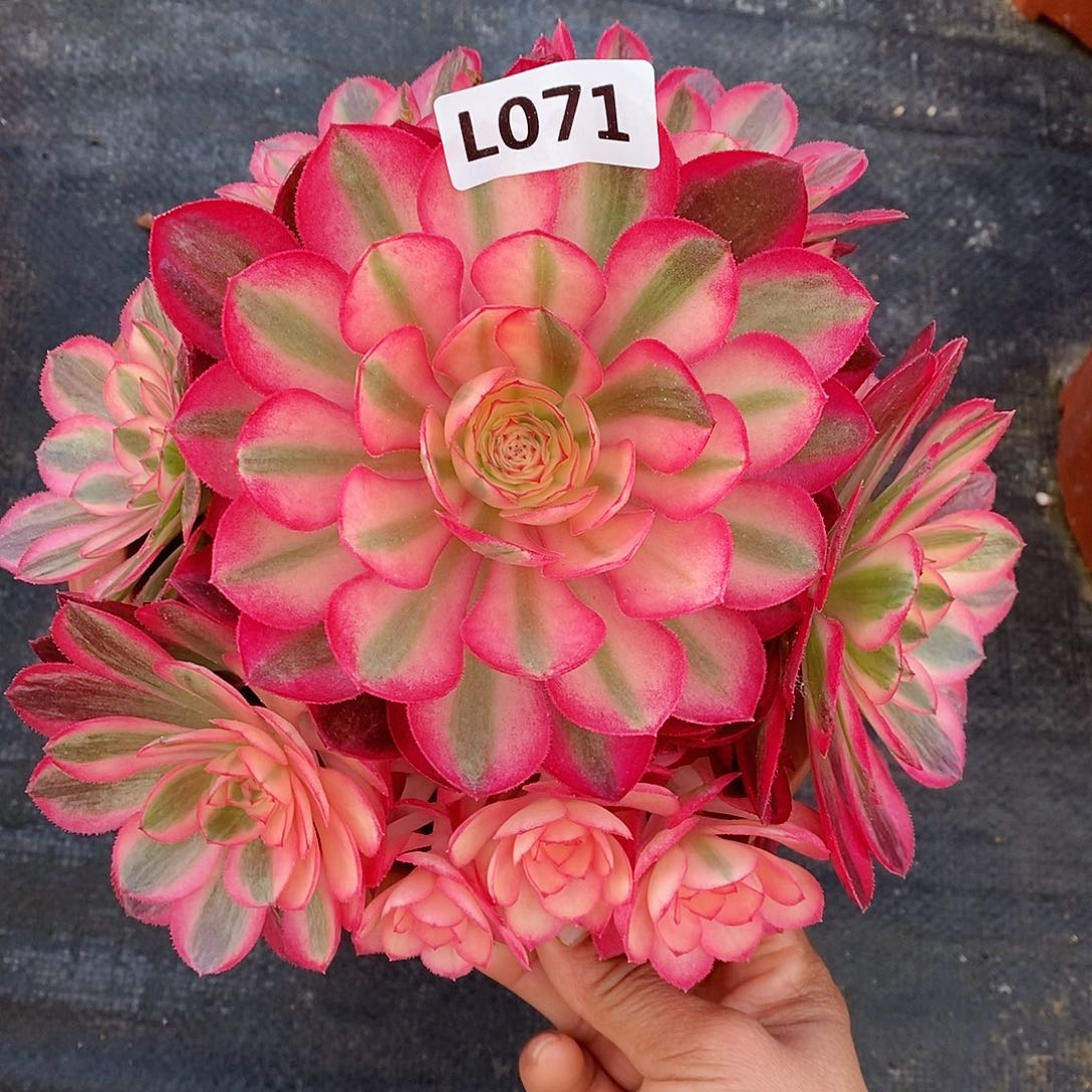 071荔枝冠18左右不是老桩555