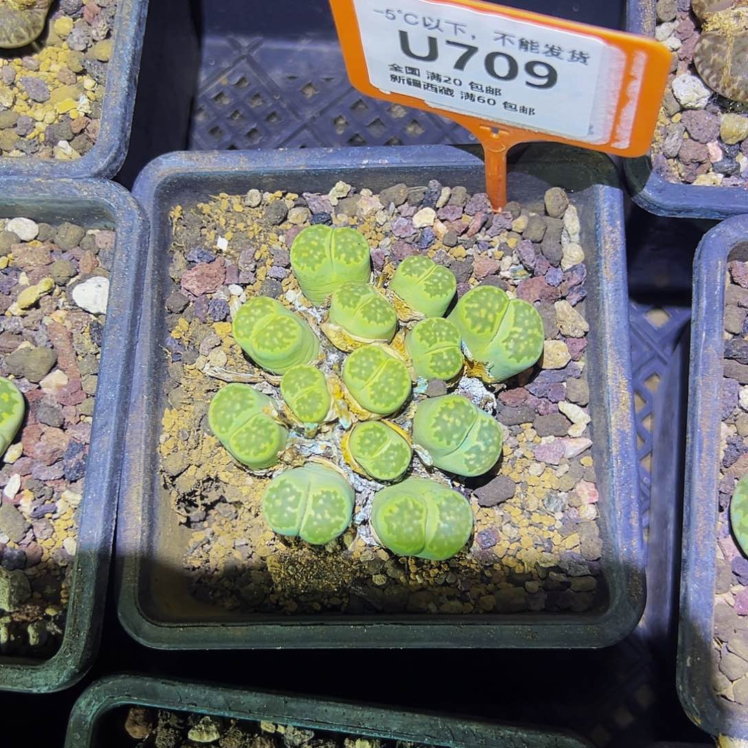 V****709 一物一拍，默认有伤，介意勿拍，不退不换