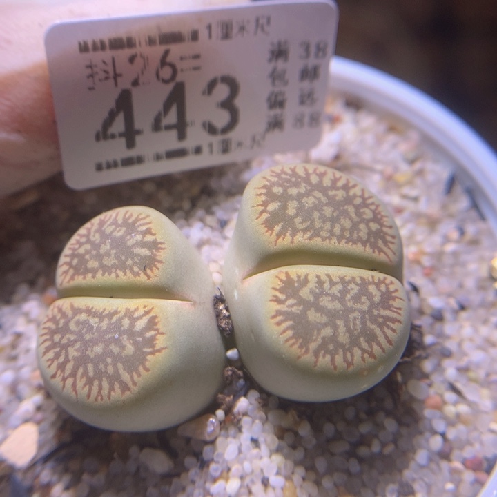 精品生石花26.443