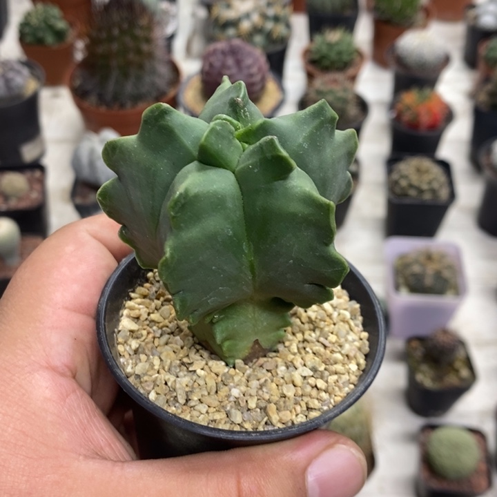 实生龟甲特价福利