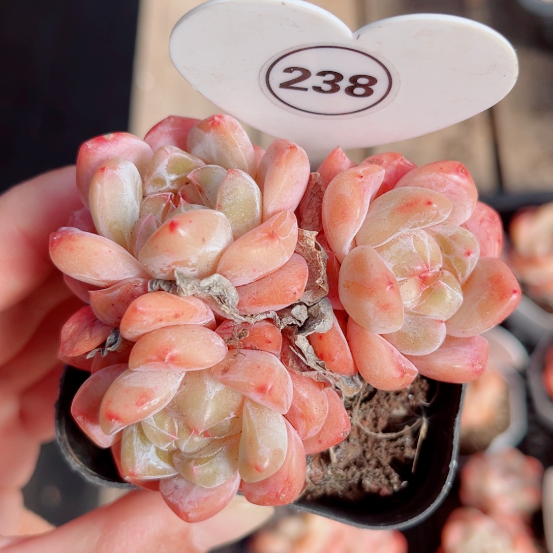 238号小老桩糖心群